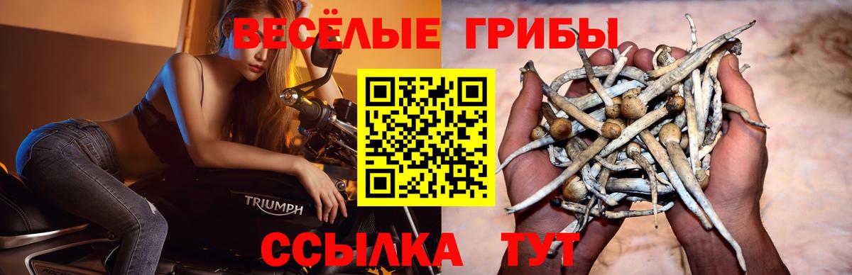 Галлюциногенные грибы Cubensis Санкт-Петербург